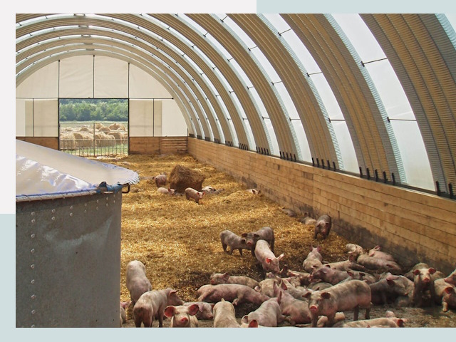 Строительство свинарников в Усть-Илимске